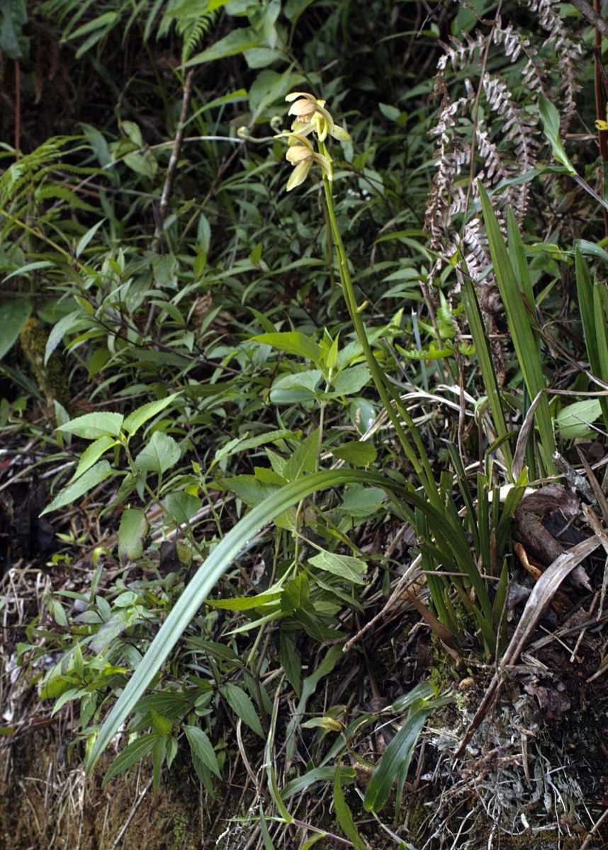 Cymbidium haematodes Lindl.